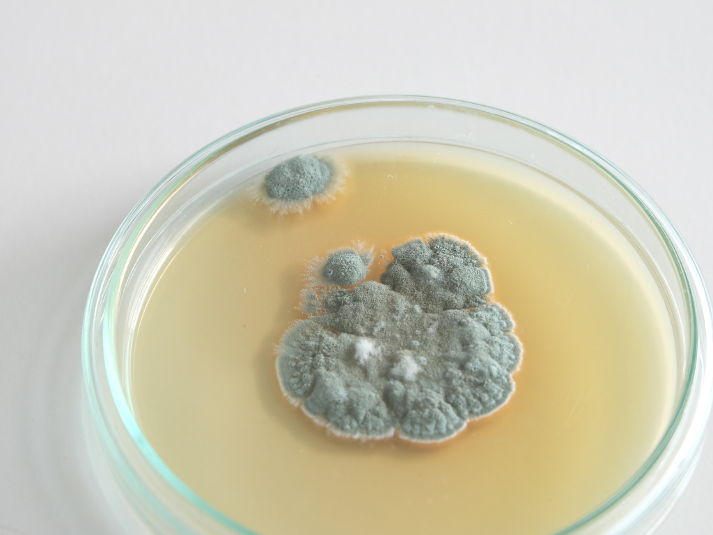 Penicillin Rettung Leben Die zufällige Entdeckung
