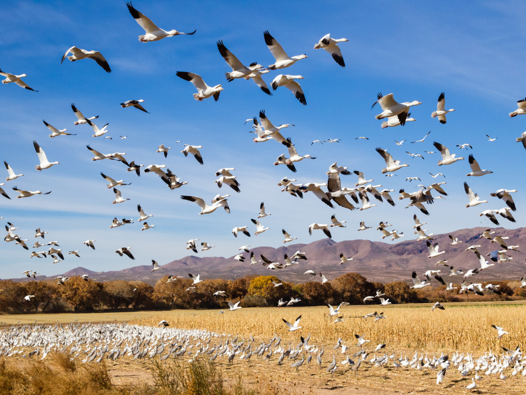 Tiermigrationen Warum wandern Tiere?