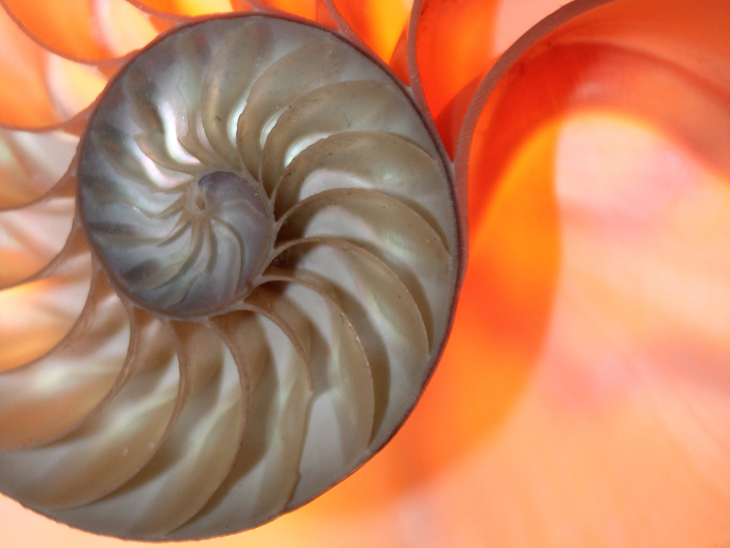 mathematische phänomene Fibonacci Sequenz