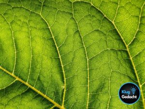 Read more about the article Künstliche Fotosynthese: Eine Lösung für die Energiekrise?