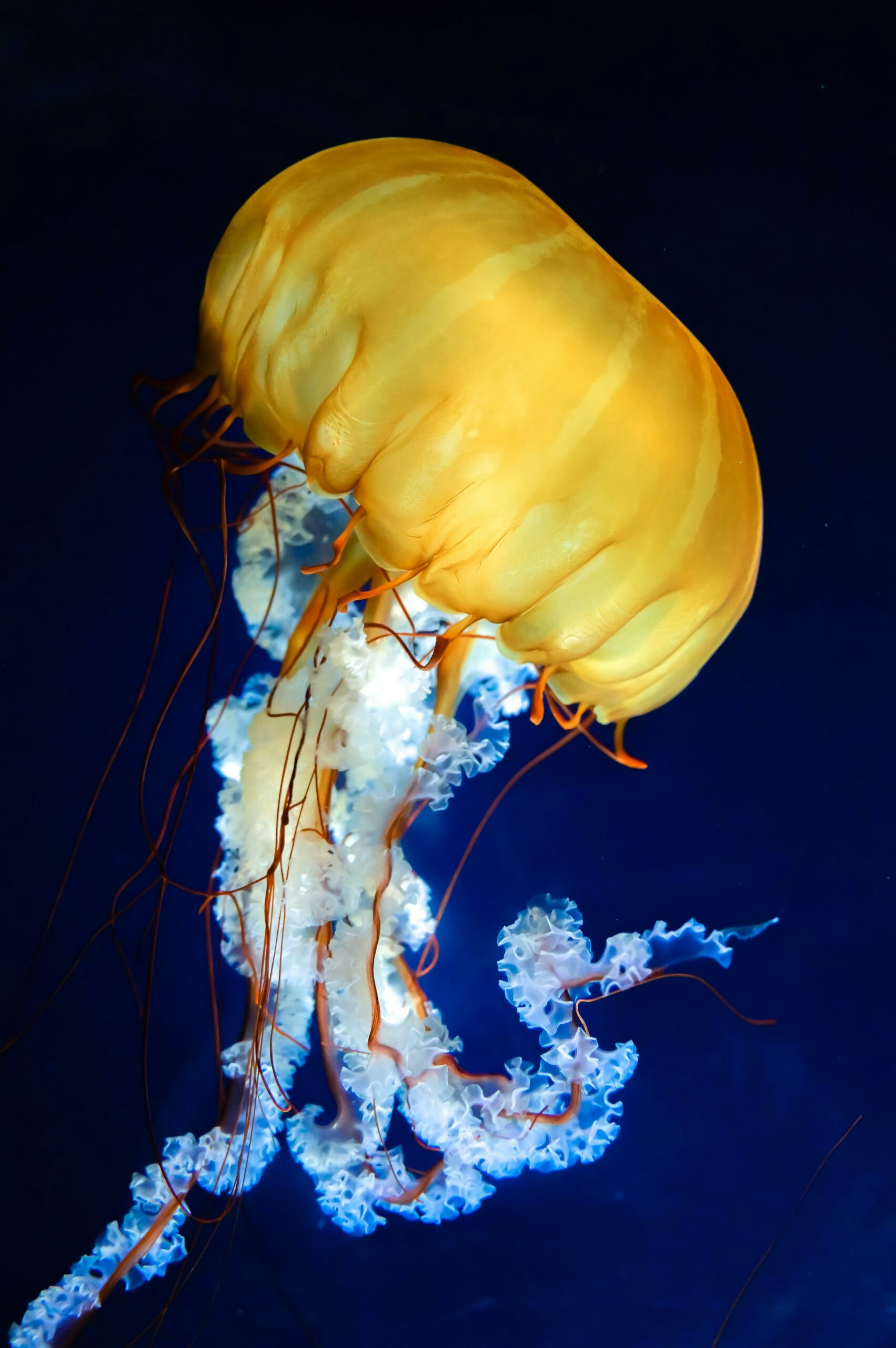 Biolumineszenz Tiefsee Wo findet man Biolumineszenz?