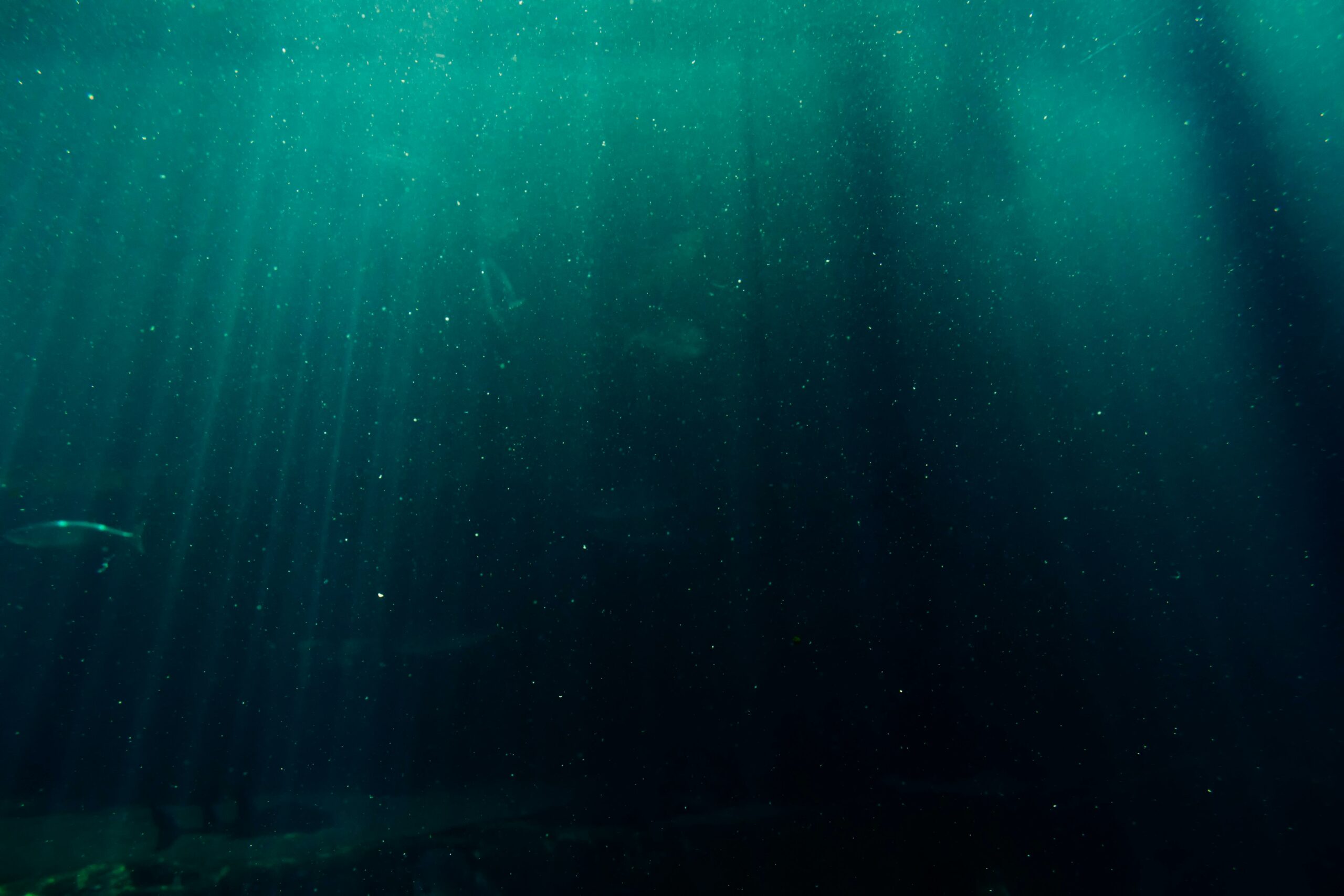 Tiefsee Mysterium Die Geheimnisse der Tiefsee