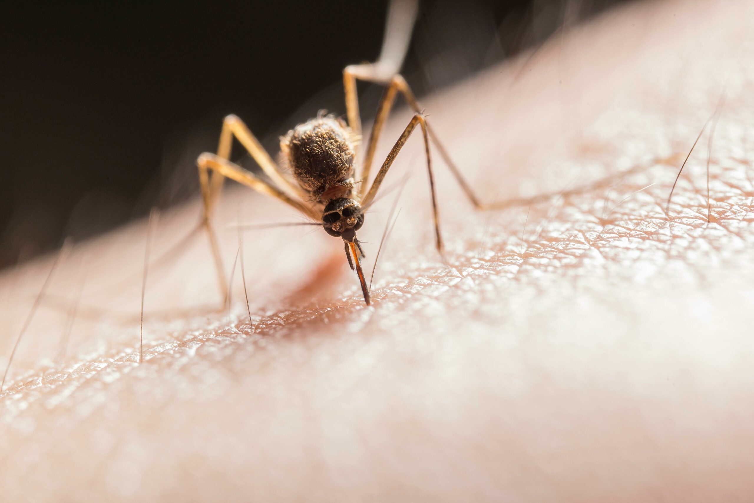 gefährliche mückenstiche, malaria, klimawandel Warum sind Mückenstiche gefährlich?